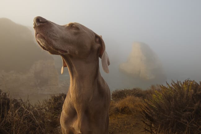 A brown dog with its eyes closed standing on the edge of a cliff by misty water.