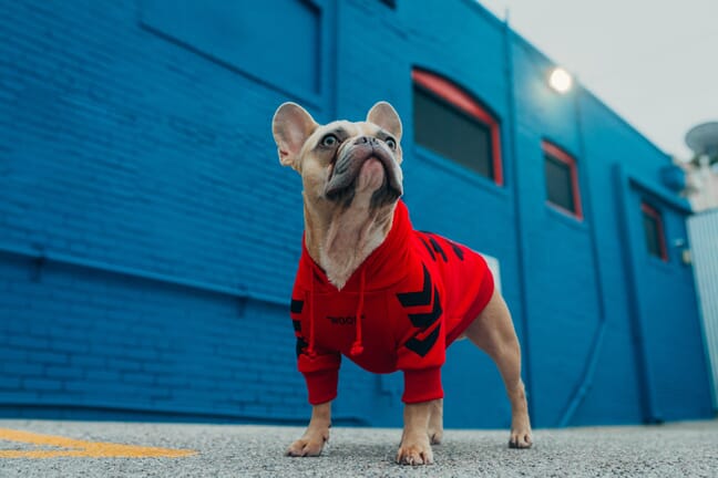 A small dog in a red sweater standing on a road by a blue building shot from below with the dog looking up.