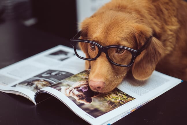 A brown dog wearing glasses with its head resting on an open dog magazine.