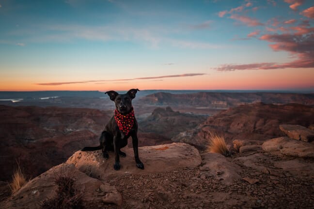 A black dog with a red and black bandana around its neck sitting on the edge of a canyon at sunset.