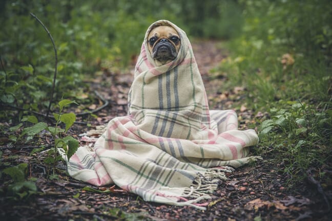A small dog wrapped in a blanket sitting on a forest path.