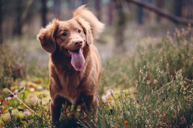 A brown dog with its tongue out in grass near some trees.