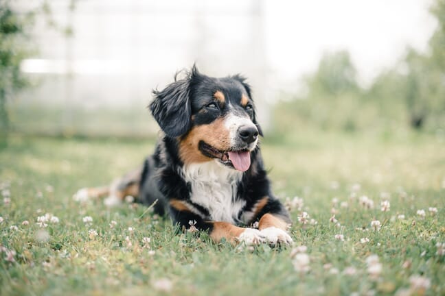 A black, white, and brown dog lying on grass with its tongue out.