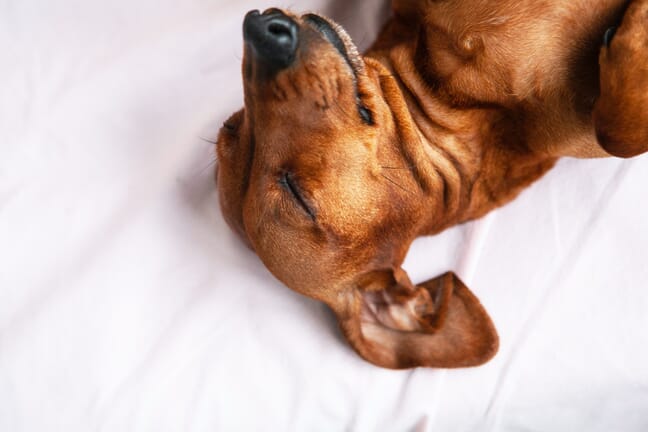 A close-up of a brown dog's face on a bed with its eyes closed.