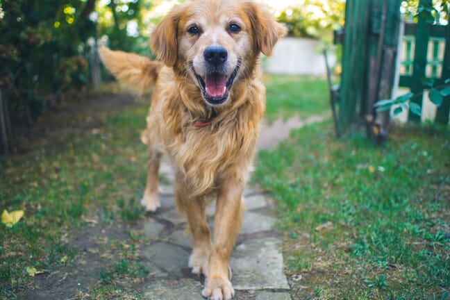 A golden dog walks up a garden path as it looks into the camera.