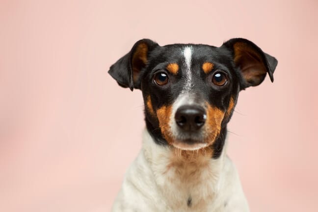 A close-up of an orange, black, and white dog on a pink background.