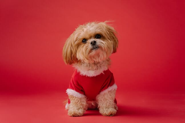 A small dog wearing a red sweater with a red backdrop.