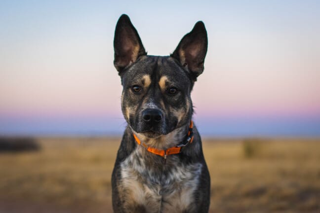 A portrait of a black and brown dog with a blurry background.