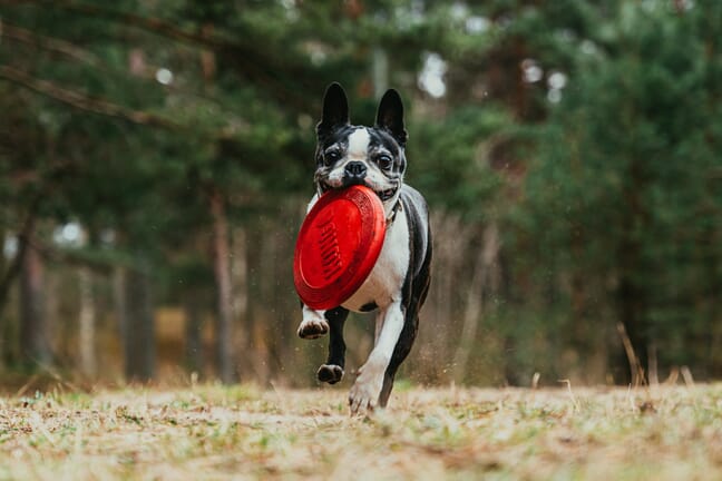 A small dog running by pine trees while holding a red frisbee in its mouth.