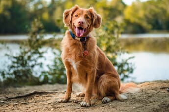 A Duck Tolling Retriever sitting on a rock by a pond.