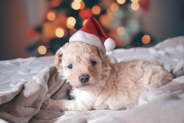 A small tan puppy lying on a bed wearing a Santa hat.