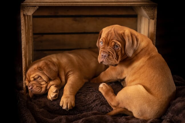 Two brown dogs lying on a brown blanket inside and near a wooden crate.
