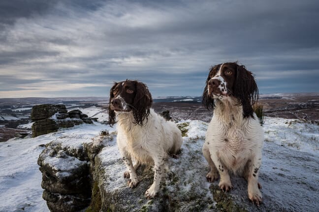 Two black and white dogs sitting on a snow-covered rock beneath stormy skies.