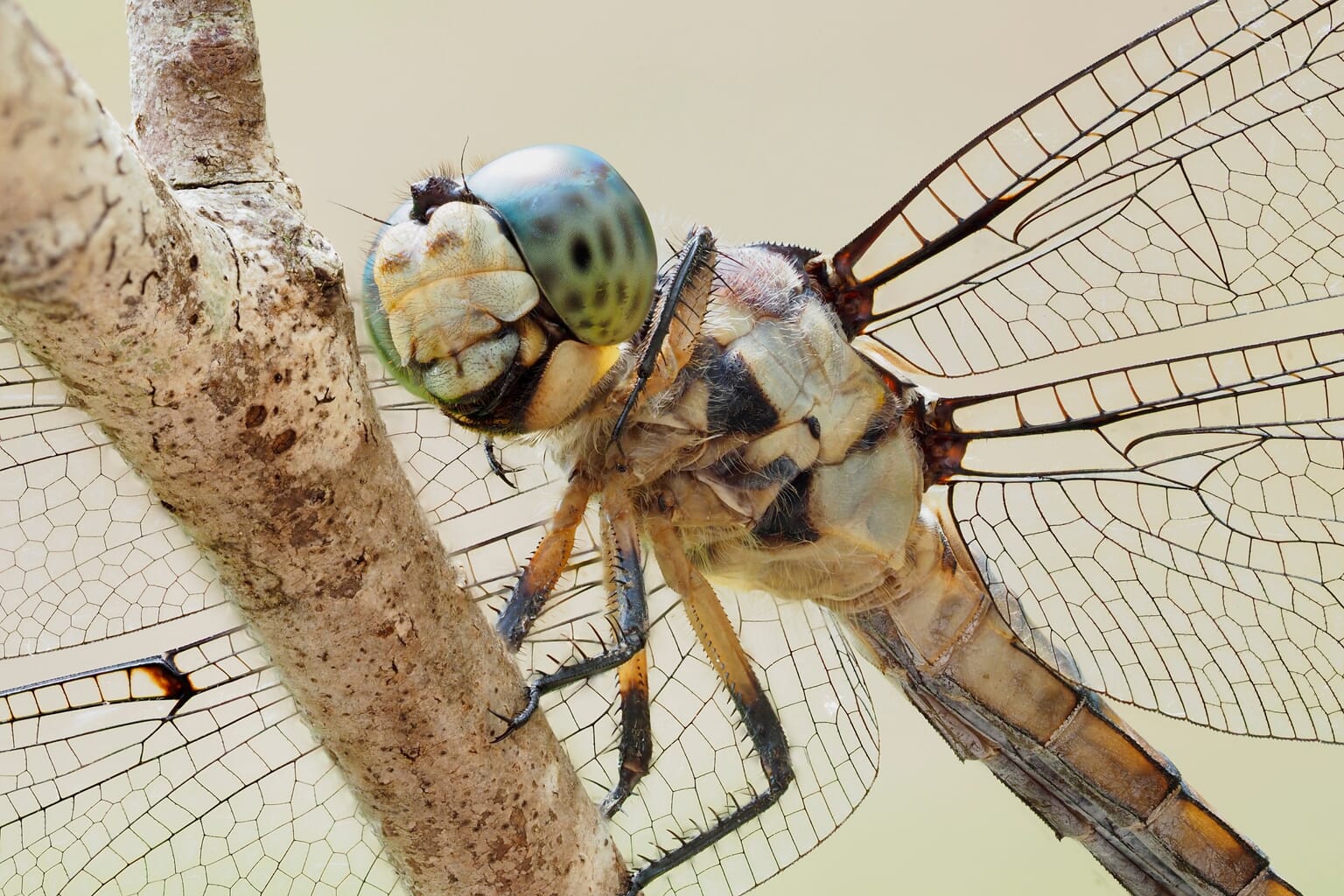 Best Cameras for Focus Stacking: Top 7 Picks (in 2024)