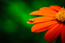 Red flower with a yellow bug in the Luminar Neo photo editing software, final edit.