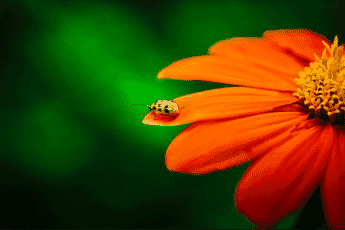 Red flower with a yellow bug in the Luminar Neo photo editing software, final edit.