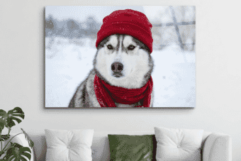 A majestic Siberian husky wearing a cozy red hat and scarf poses in a snowy winter landscape, creating a festive and heartwarming scene.