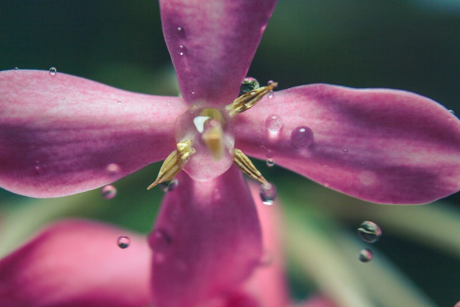 Purple flower macro photography with water droplets — close-up detail shot