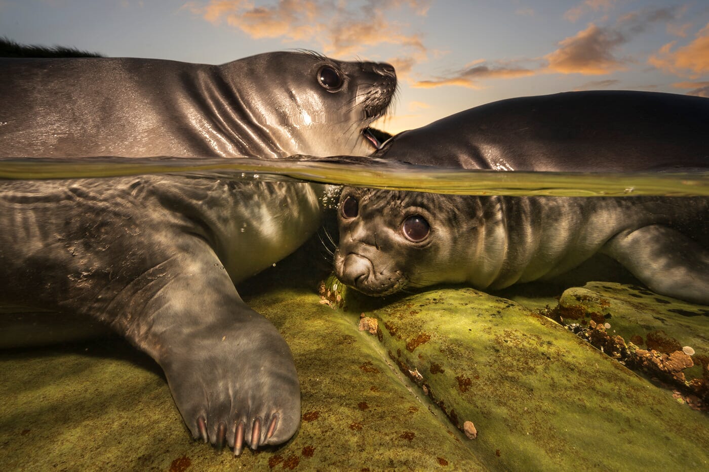 Rockpool Rookies - Two Southern elephant seal pups in a Falkland Islands rockpool at sunset by Matty Smith