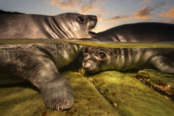 Rockpool Rookies - Two Southern elephant seal pups in a Falkland Islands rockpool at sunset by Matty Smith
