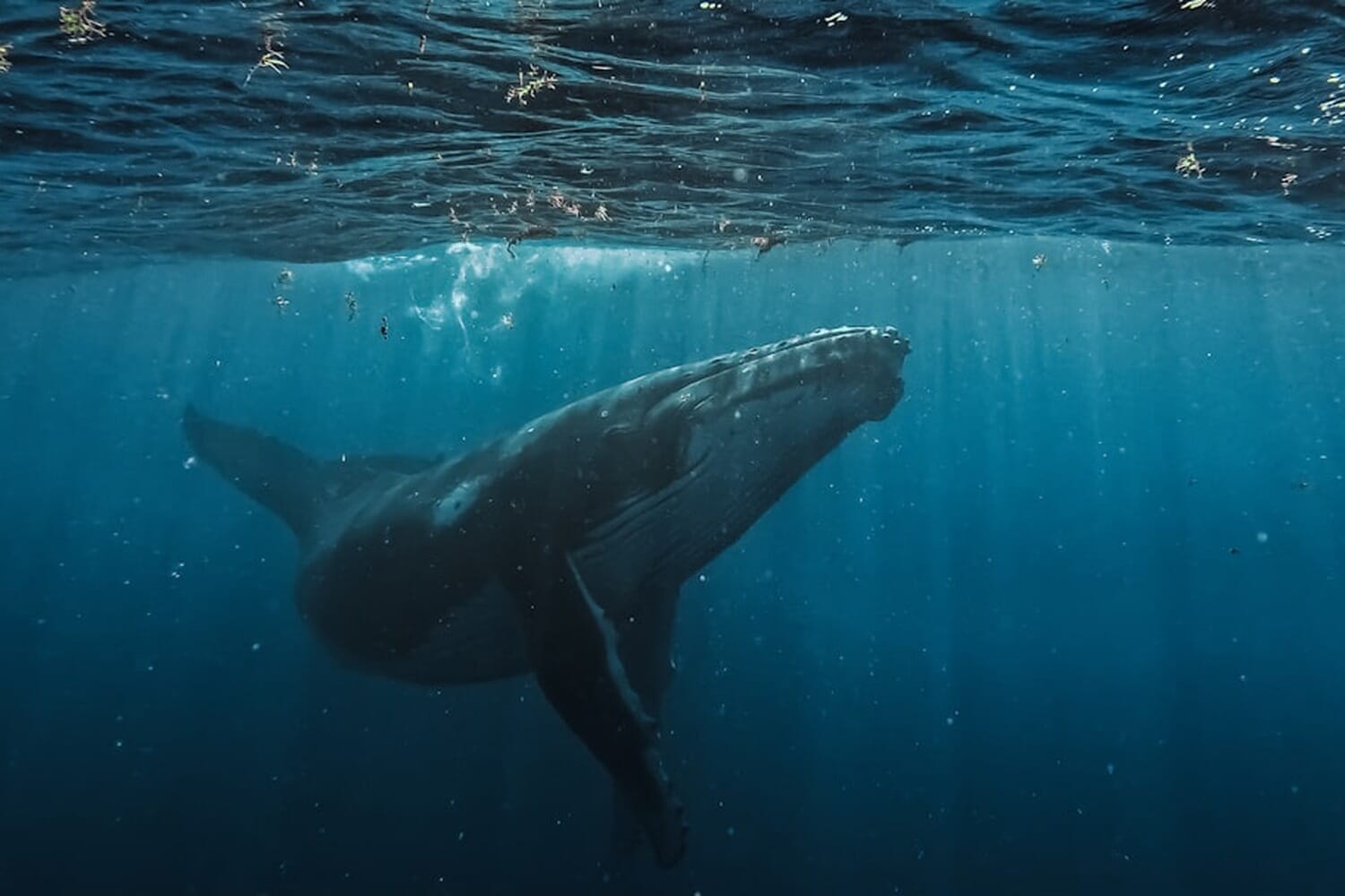Humpback whale swimming underwater — World Nature Photography Awards 2026