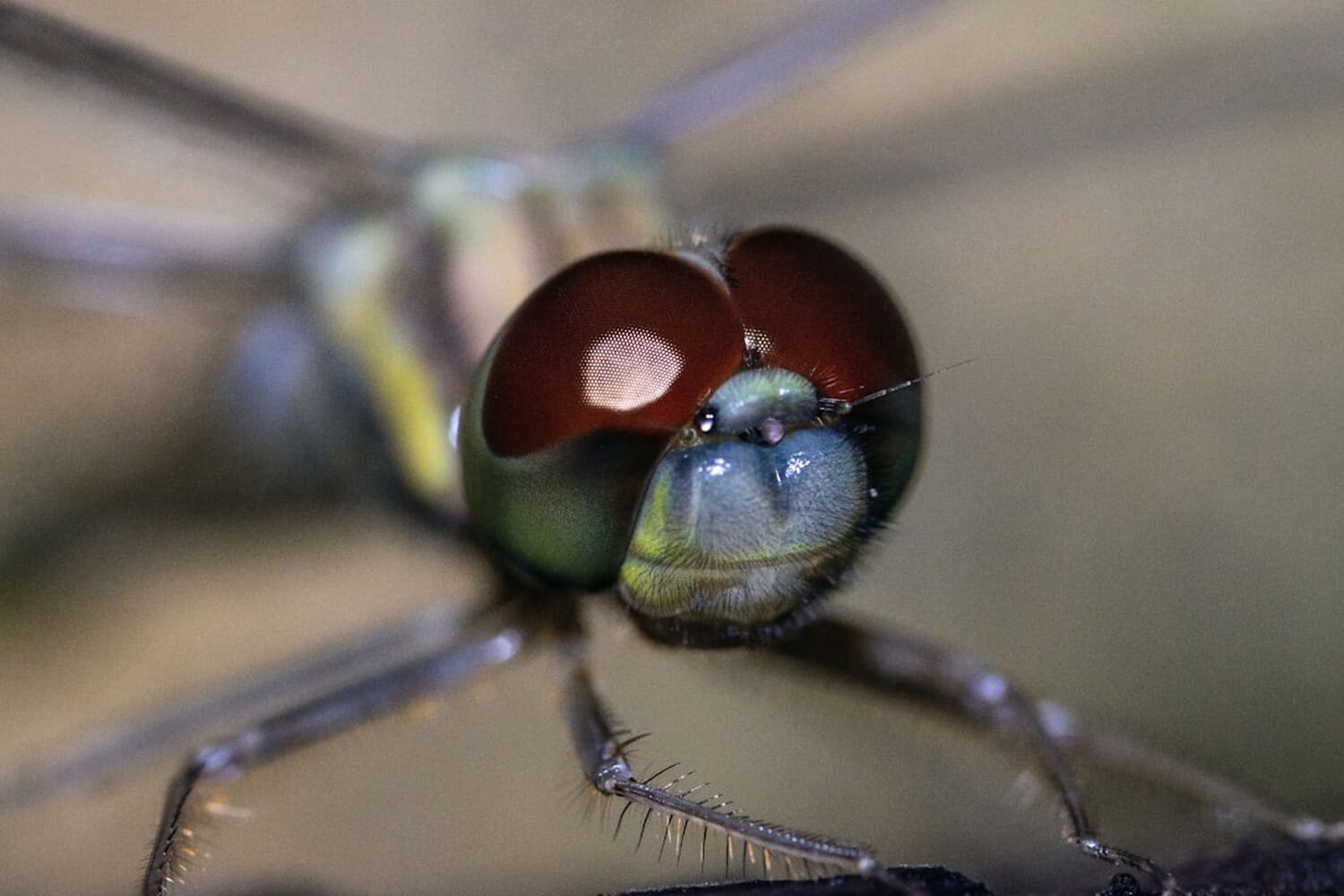 Macro photo of a dragonfly compound eye showing individual hexagonal lenses — similar to the insect-eye optics that inspired KAIST ultra-thin camera