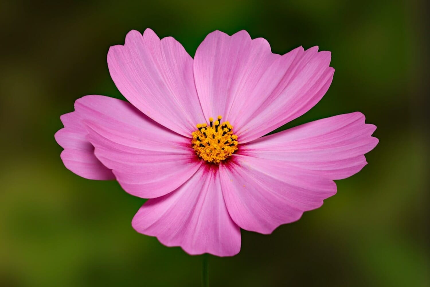 Focus stacked macro photograph of a pink cosmos flower — every petal sharp from front to back
