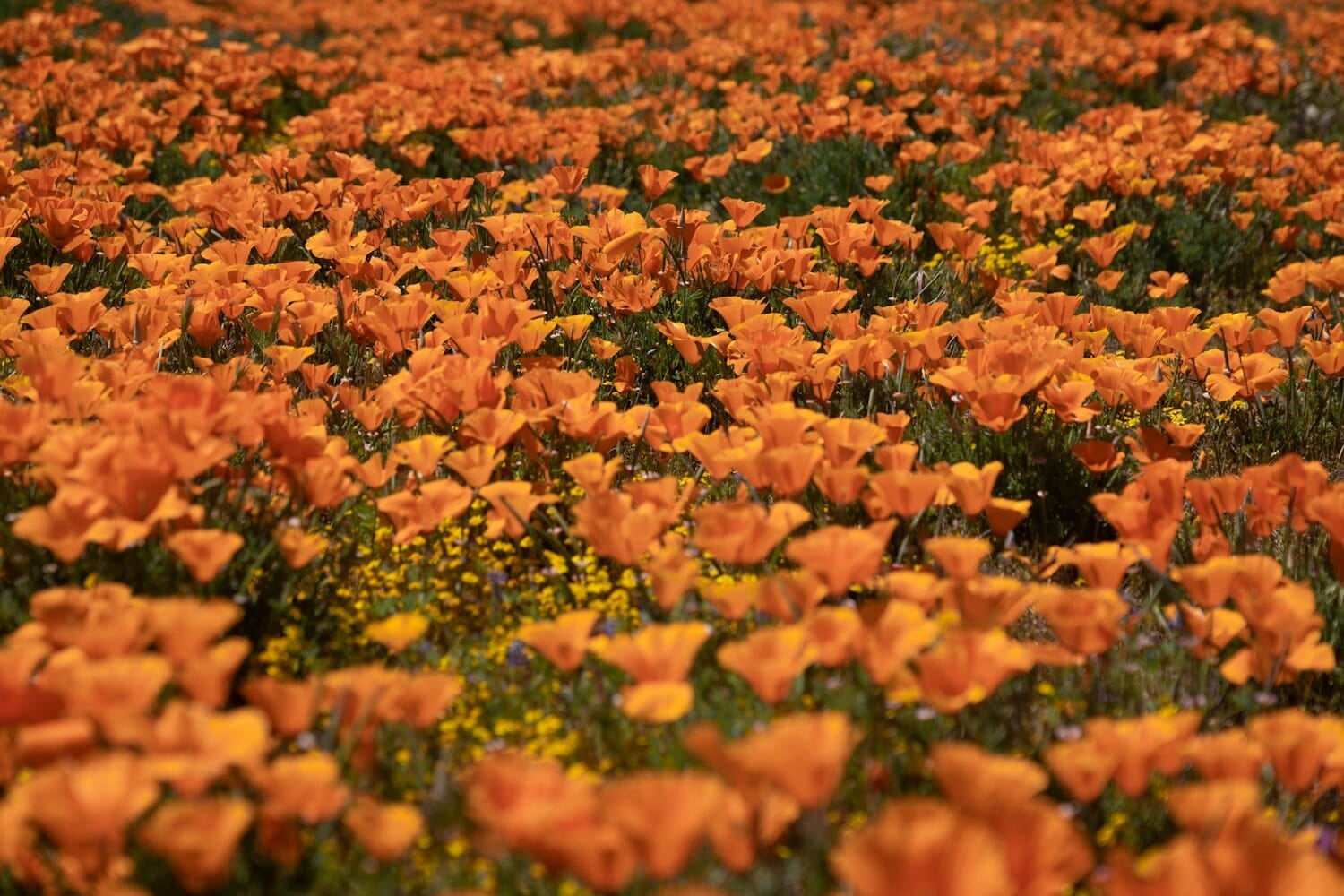 California poppy wildflowers blooming in a superbloom field