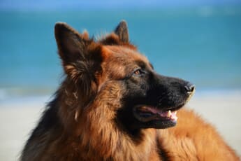 Dog Photography Settings That Actually Work — Eye AF, Burst Mode, and Freezing the Zoomies