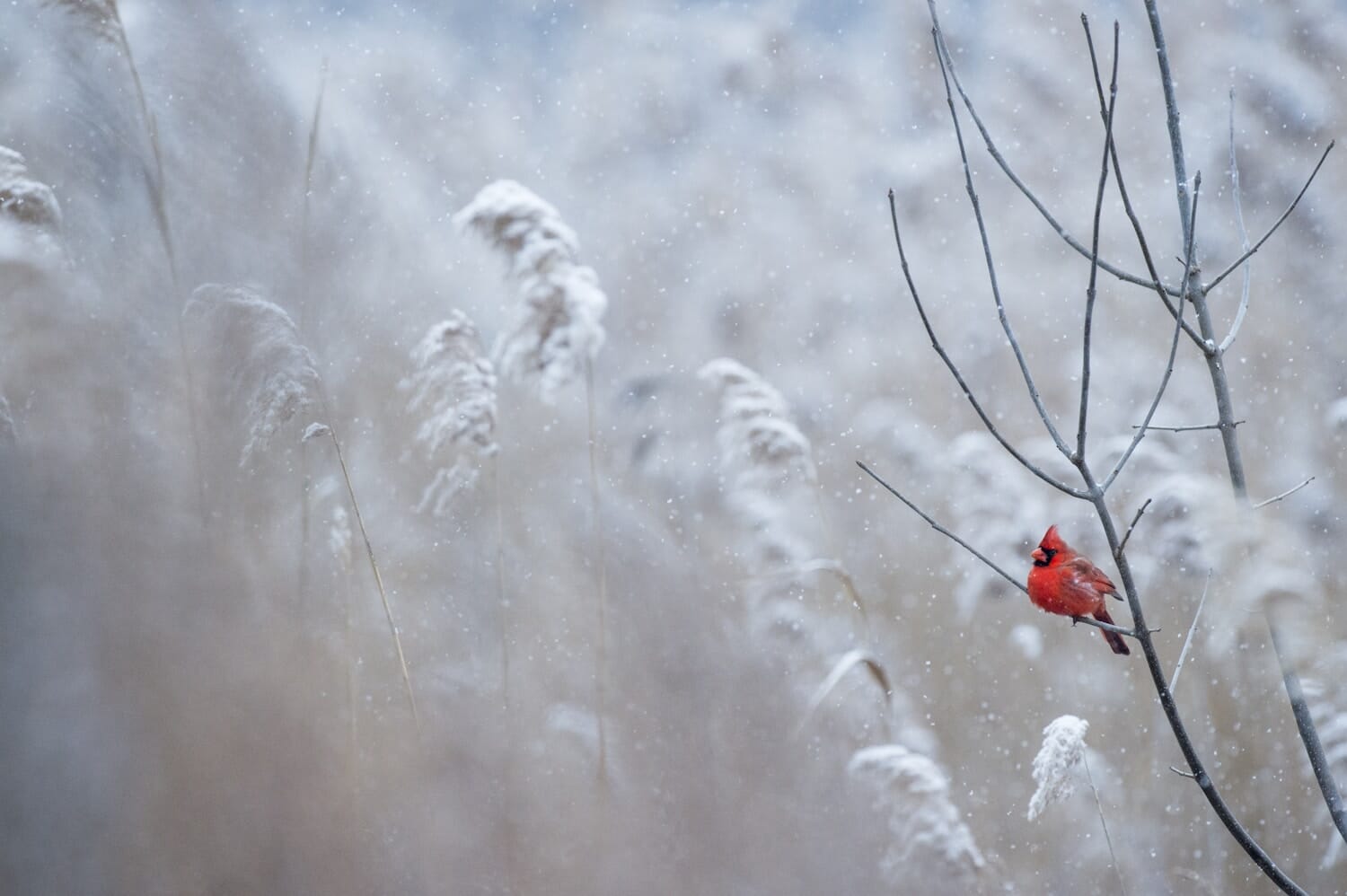 Your AI-Enhanced Bird Photo Could Be Faking Science: Scientists Sound the Alarm