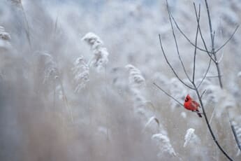 Your AI-Enhanced Bird Photo Could Be Faking Science: Scientists Sound the Alarm